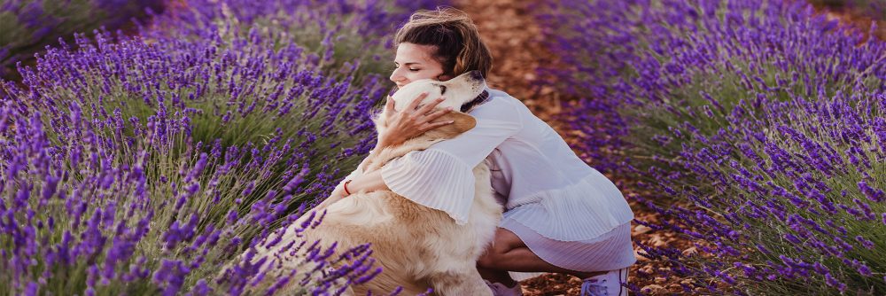 Produse En gros pentru caini