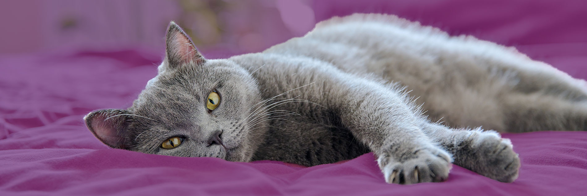 Titlu produse en gros pentru pisici